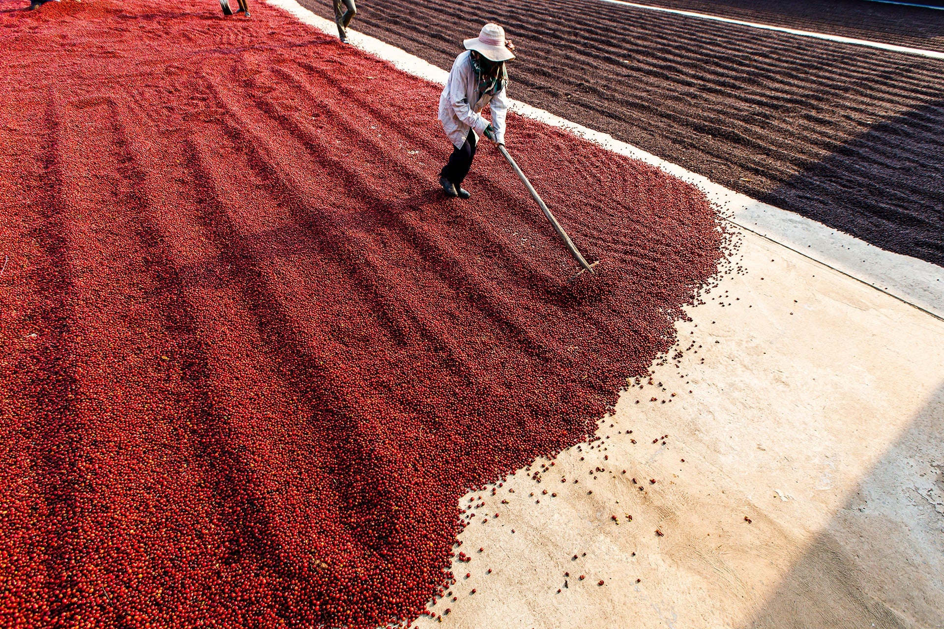 A person wearing a hat and mask uses a rake to spread out red coffee cherries drying in the sun on a large concrete surface, with rows of cherries visible in the background.